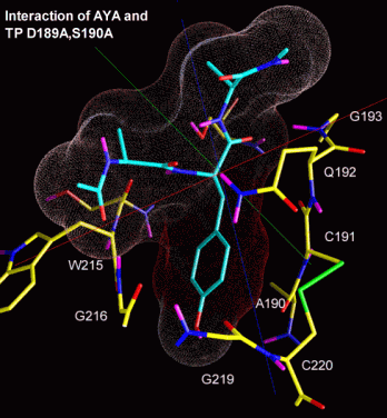 Docking of a Tyr-containing peptide to Trypsin D189A,S190A